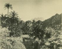 Tafel 1. Sinai. Oase von Wâdi Fërân auf der Westseite der Halbinsel. Aufnahme von Larsson. 