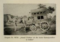 Indien 024 Zeugnis Nr. 18756 - Anauli Dirkhar ist der beste Kamelpostillon in Indien