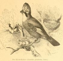 Der Eichelhäher (Garrulus glandarius, Linné)