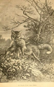Der Fuchs (Canis vulpes, Linné)