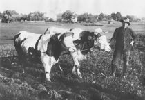 Ackerbau und Viehzucht war die Hauptbeschäftigung in Mecklenburg