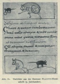 081. Tierbilder aus der Hertener PLACITUS-Handschrift (9. Jahrhundert)