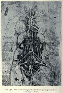 138. Brust und Baucheingeweide einer Schwangeren, gezeichnet von Leonardo da Vinci
