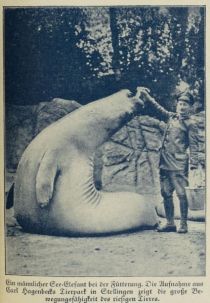 Ein männlicher See-Elefant bei derr Fütterung