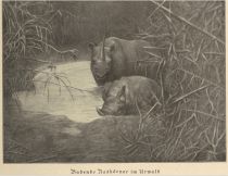 Wildtiere - Badende Nashörner im Urwald