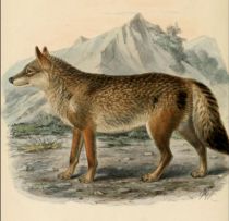 000  Wolf (Canis Lupus)
