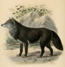 001  Wolf (Canis Lupus)