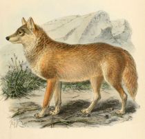 002 Wolf (Canis Lupus)
