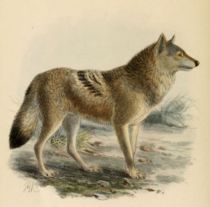 003 Wolf (Canis Lupus)