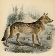 004 Wolf (Canis Lupus)