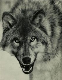 005 Wolf (Canis Lupus)