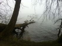 Schweriner See, Uferbereich bei Vicheln - Natur pur