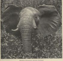Wildtiere, Angreifender Elefantenbulle, sogenannter Einzelgänger