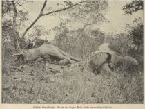 Wildtiere, Gefällte Urwaldriesen. Rechts ein erlegter Bulle, links ein weiblicher Elefant